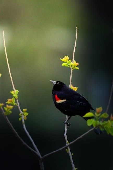 the backyard birdsong guide